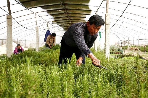 开个香草店,美化环境一年还能赚数万