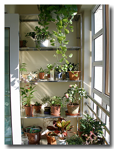 阳台绿化美化的形式