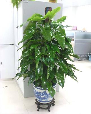 海口百生恒园艺中心